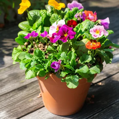 Illustration flowerpots