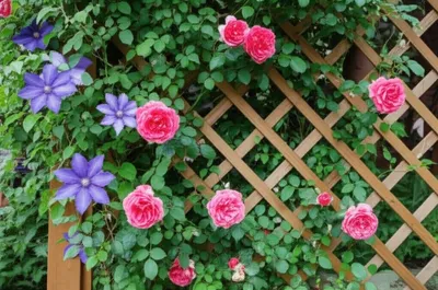 Illustration trelliswork