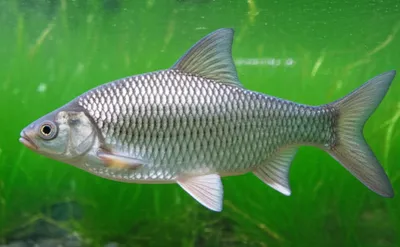 Illustration bream - Image 1