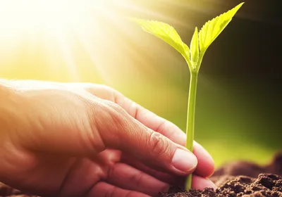 Illustration rears - Image 1