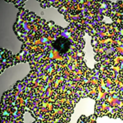 Illustration pseud - Image 1