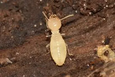 Illustration termite - Image 2