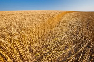 Illustration mowed - Image 1