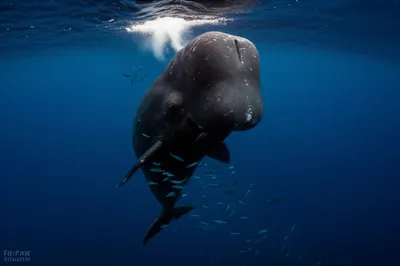 Illustration cachalots - Image 1