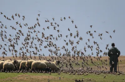 Illustration pastors - Image 1