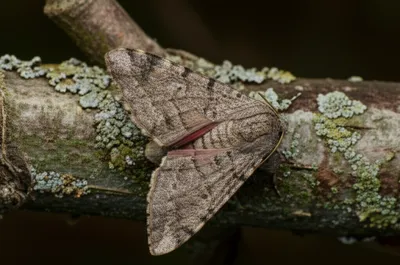 Illustration pinions - Image 1