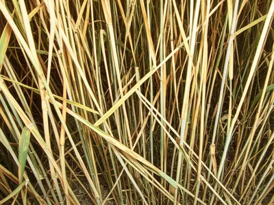 Illustration eyespot - Image 1