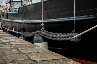 Illustration dolphin - Image 1