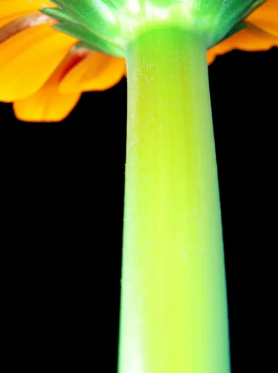 Illustration stems - Image 1