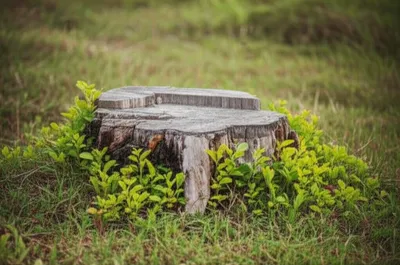 Hình ảnh minh họa stubbing - Ảnh 1