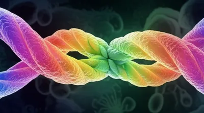 Illustration chromatids