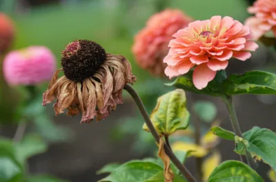 Illustration degraded - Image 1