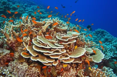 Illustration accretion