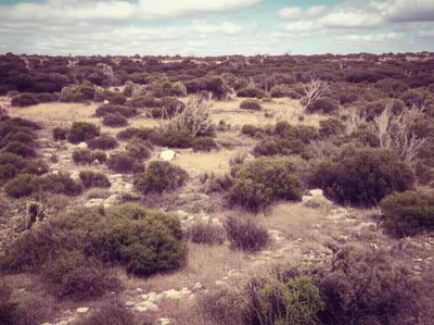 Illustration heathland