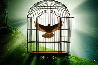 Illustration exempt - Image 1