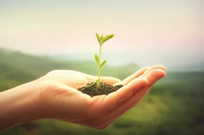 Illustration enfolded