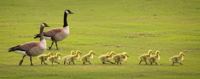 Illustration parades - Image 1