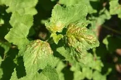 Illustration reversion - Image 2