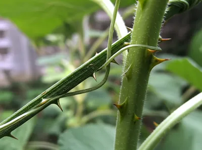 Illustration spite - Image 1