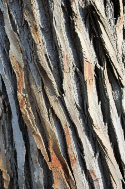 Illustration barks - Image 1