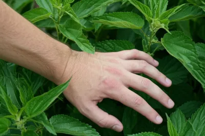 Illustration stinger - Image 1