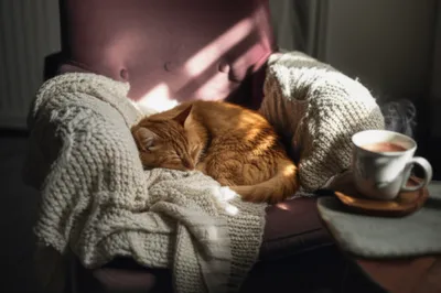 Illustration ensconced - Image 1