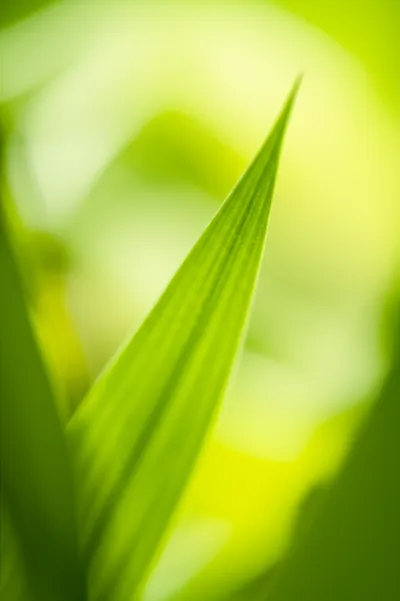 Illustration attenuated - Image 1