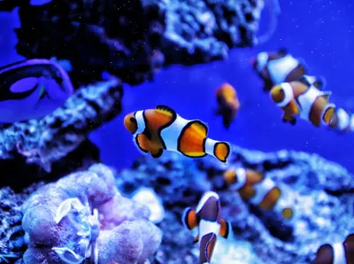 Illustration clownfish - Image 2