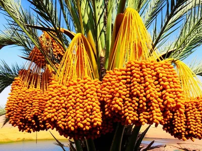 Illustration dates - Image 1