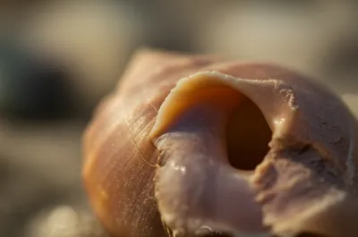 Illustration lip - Image 1