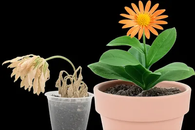 Illustration impotent - Image 1