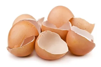 Illustration eggshell - Image 2