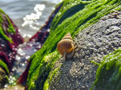 Illustration periwinkles - Image 1