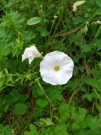 Illustration obscene - Image 1