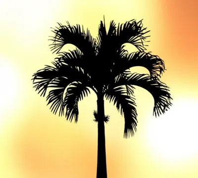 Illustration palm