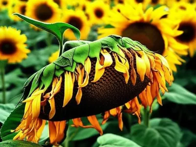 Illustration slouched - Image 1