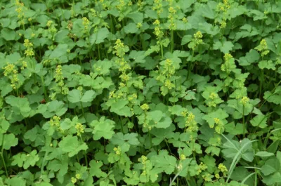 Illustration goosefoot