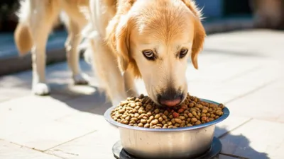 Illustration dinners - Image 1