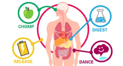 Illustration metabolism - Image 2