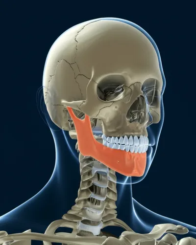 Illustration jawbone - Image 1