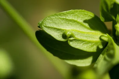 Illustration grains - Image 1