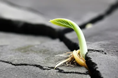 Illustration forcing - Image 1