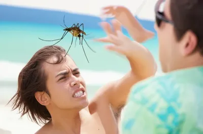 Illustration nags - Image 1