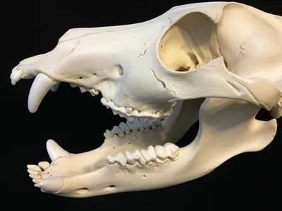 Illustration chops - Image 1