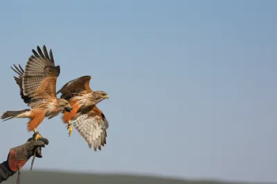 Illustration cast - Image 1