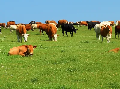 Illustration graze - Image 1