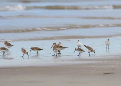 Illustration sandpiper