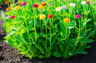 Illustration flourishes - Image 1