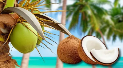 Illustration coconuts - Image 1