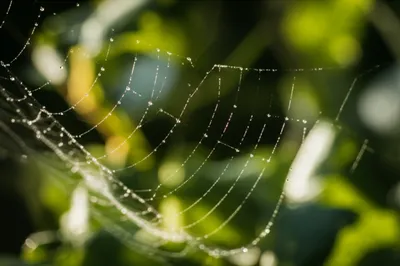 Illustration cobweb - Image 1